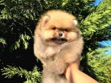 Show Class Fci̇ Belgeli̇ Di̇şi̇ Pomerani̇an Boo Teddy Bear