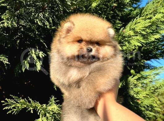 Show Class Fci̇ Belgeli̇ Di̇şi̇ Pomerani̇an Boo Teddy Bear görsel
