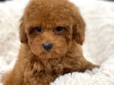 Sağlik Ve Irk Garanti̇li̇ Red Toy Poodle Yavrularimiz