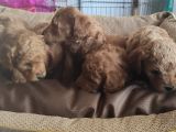 Toy Poodle Yavrular Sanslipatiler