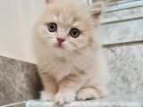 Bal kız British Longhair