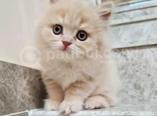 Bal Kız British Longhair
