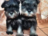 Minyatür Schnauzer Yavru(Bursa Köpek Okulu)
