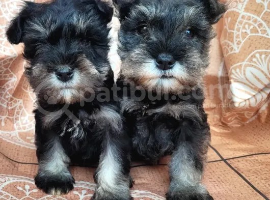 Minyatür Schnauzer Yavru(Bursa Köpek Okulu)