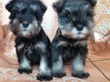 Minyatür Schnauzer Yavru(Bursa Köpek Okulu)