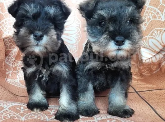 Minyatür Schnauzer Yavru(Bursa Köpek Okulu) görsel