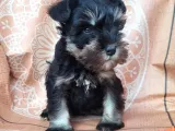 Minyatür Schnauzer Yavru(Bursa Köpek Okulu)