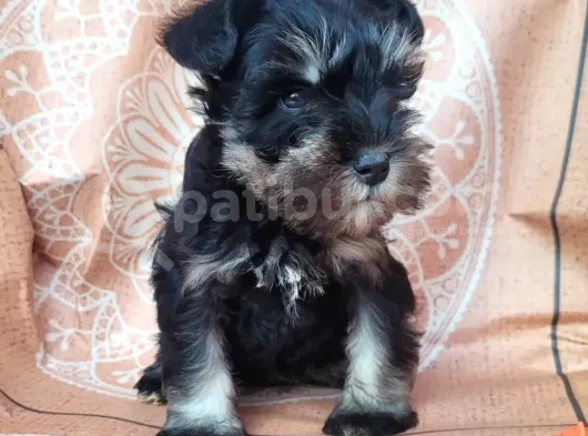 Minyatür Schnauzer Yavru(Bursa Köpek Okulu) görsel