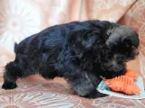 Minyatür Schnauzer Yavru(Bursa Köpek Okulu)