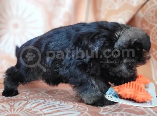 Minyatür Schnauzer Yavru(Bursa Köpek Okulu) görsel