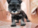 Minyatür Schnauzer Yavru(Bursa Köpek Okulu)
