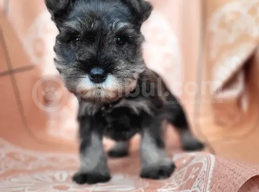 Minyatür Schnauzer Yavru(Bursa Köpek Okulu) görsel