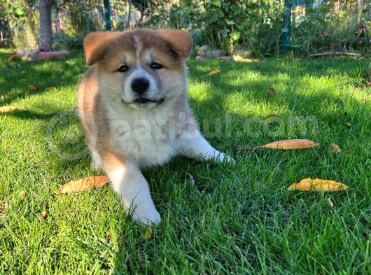 3 Aylık Dişi Akita Yavrumuz görsel