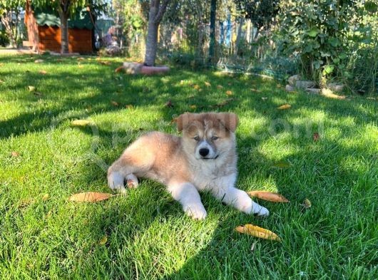 3 Aylık Dişi Akita Yavrumuz görsel