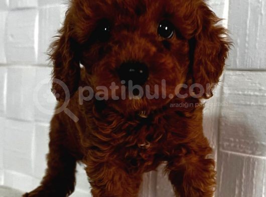 Red Brown Toy Poodle Yavrularımız Sizlerle görsel