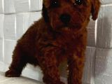 Red Brown Toy Poodle Yavrularımız Sizlerle