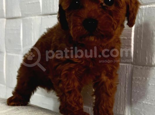 Red Brown Toy Poodle Yavrularımız Sizlerle görsel