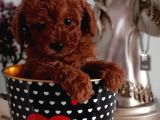 Red Brown Toy Poodle Yavrularımız Sizlerle