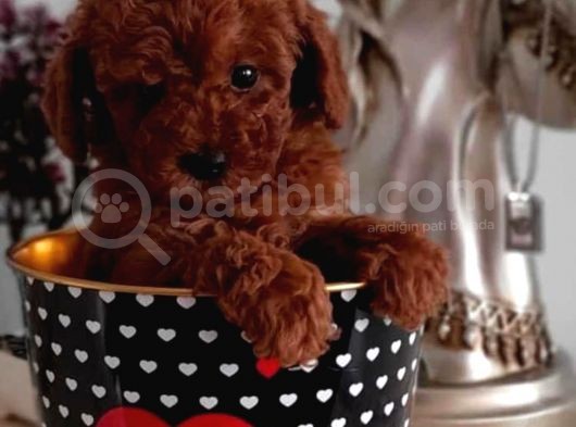Red Brown Toy Poodle Yavrularımız Sizlerle