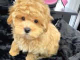 Sağlik Ve Irk Garanti̇li̇ Malti̇poo Yavrularimiz