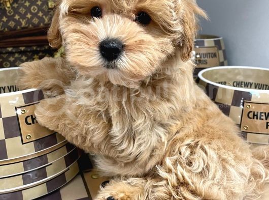 Sağlik Ve Irk Garanti̇li̇ Malti̇poo Yavrularimiz görsel