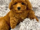 Sağlik Ve Irk Garanti̇li̇ Red Toy Poodle Yavrularimiz