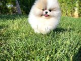 Sağlik Ve Irk Garanti̇li̇ Pomerani̇an Boo Yavrularimiz