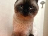 Erkek British Shorthair Blue Point  1.5 Yaşında Tam Bir Oyun Canavarı