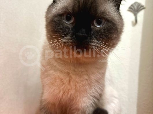 Erkek British Shorthair Blue Point  1.5 Yaşında Tam Bir Oyun Canavarı görsel
