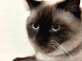Erkek British Shorthair Blue Point  1.5 Yaşında Tam Bir Oyun Canavarı