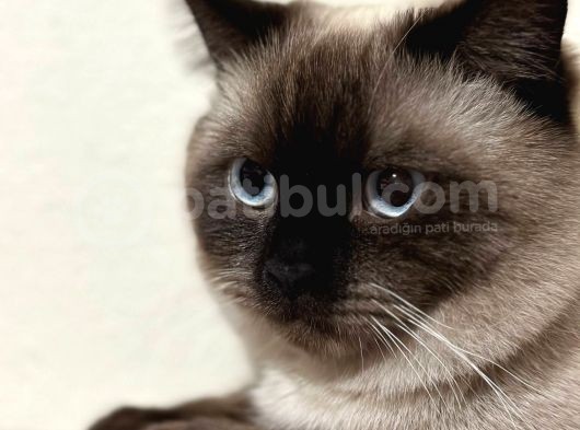 Erkek British Shorthair Blue Point  1.5 Yaşında Tam Bir Oyun Canavarı görsel