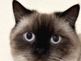 Erkek British Shorthair Blue Point  1.5 Yaşında Tam Bir Oyun Canavarı