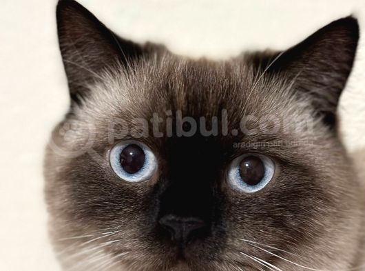 Erkek British Shorthair Blue Point  1.5 Yaşında Tam Bir Oyun Canavarı görsel