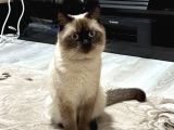 Erkek British Shorthair Blue Point  1.5 Yaşında Tam Bir Oyun Canavarı