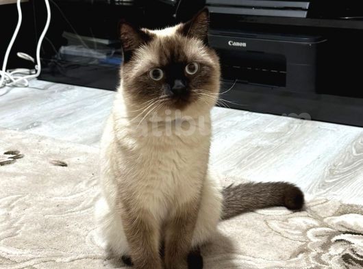 Erkek British Shorthair Blue Point  1.5 Yaşında Tam Bir Oyun Canavarı