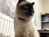 Erkek British Shorthair Blue Point  1.5 Yaşında Tam Bir Oyun Canavarı