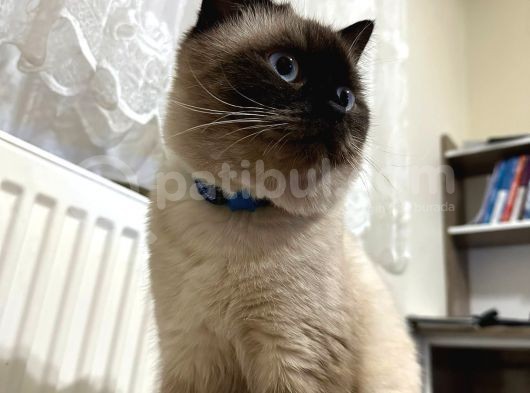 Erkek British Shorthair Blue Point  1.5 Yaşında Tam Bir Oyun Canavarı görsel