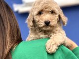 Apri̇cot Toy Poodle Yavrular