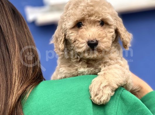 Apri̇cot Toy Poodle Yavrular görsel