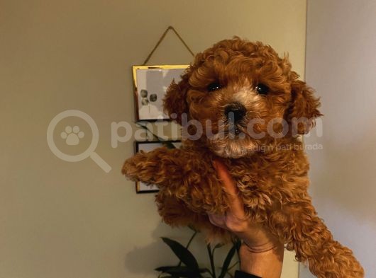 Aşılı Pasaportlu Poodle Yavrularımız görsel
