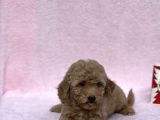 Orji̇nal Toy Poodle Kizimiz