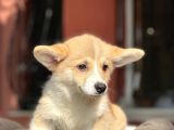 Turkiyede Tek Welsh Corgi Bebekler