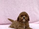 Safkan Mi̇ni̇ Toy Poodle Bebekler
