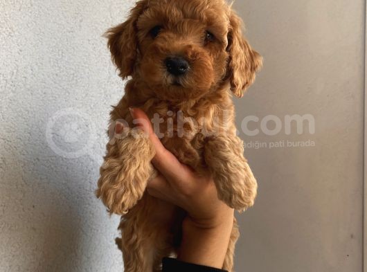 Ev Ortamında Büyüyen Poodle Yavrularımız görsel