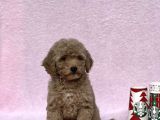 Orji̇nal Toy Poodle Kizimiz