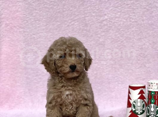 Orji̇nal Toy Poodle Kizimiz görsel