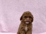 Safkan Mi̇ni̇ Toy Poodle Bebekler