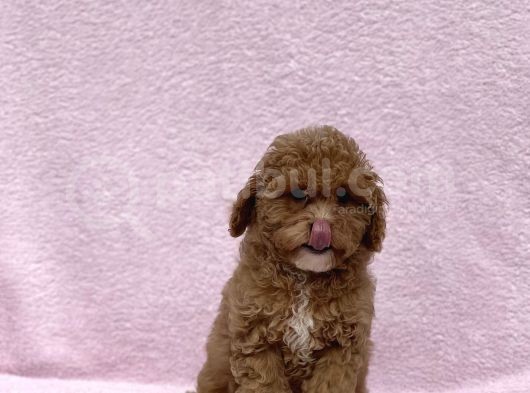 Safkan Mi̇ni̇ Toy Poodle Bebekler görsel