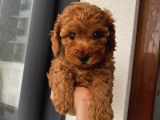 Aşılı Pasaportlu Poodle Yavrularımız