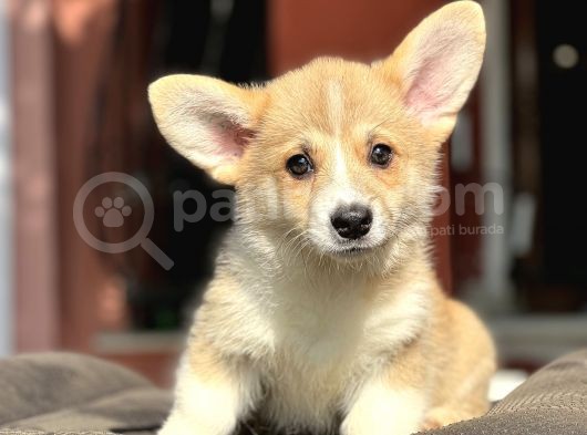 Turkiyede Tek Welsh Corgi Bebekler